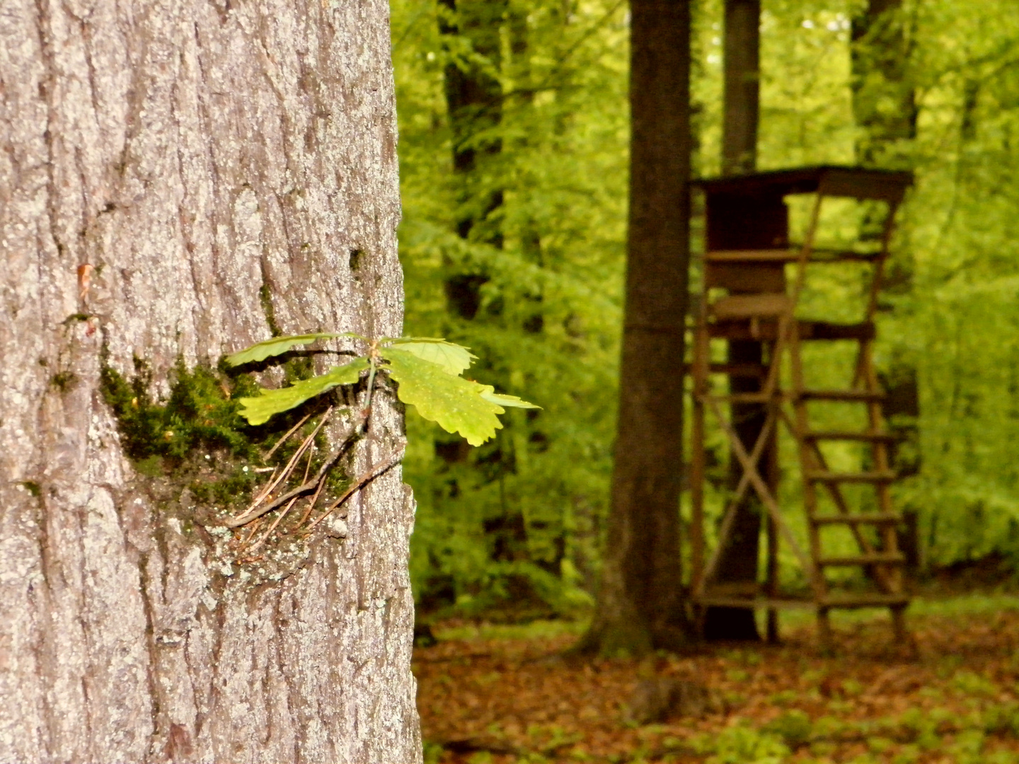 zartes Pflänzchen im bedrohlichen Wald