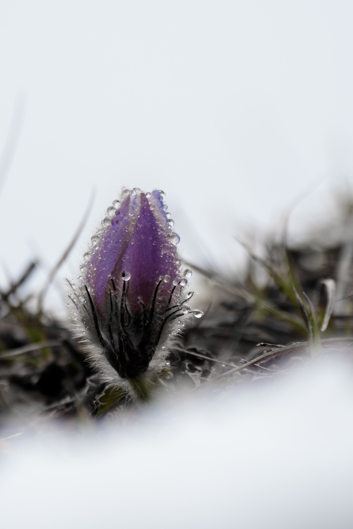 Zartes Pflänzchen im Schnee