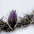 Zartes Pflänzchen im Schnee