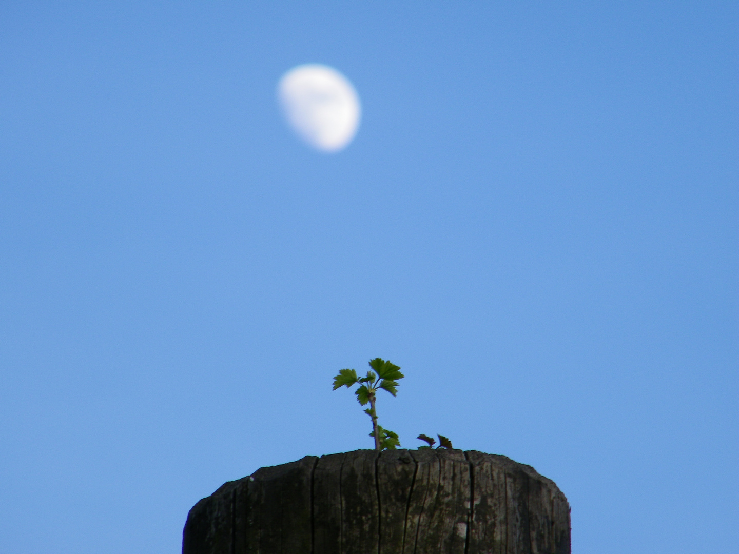 zartes Pflänzchen von Mond bewacht