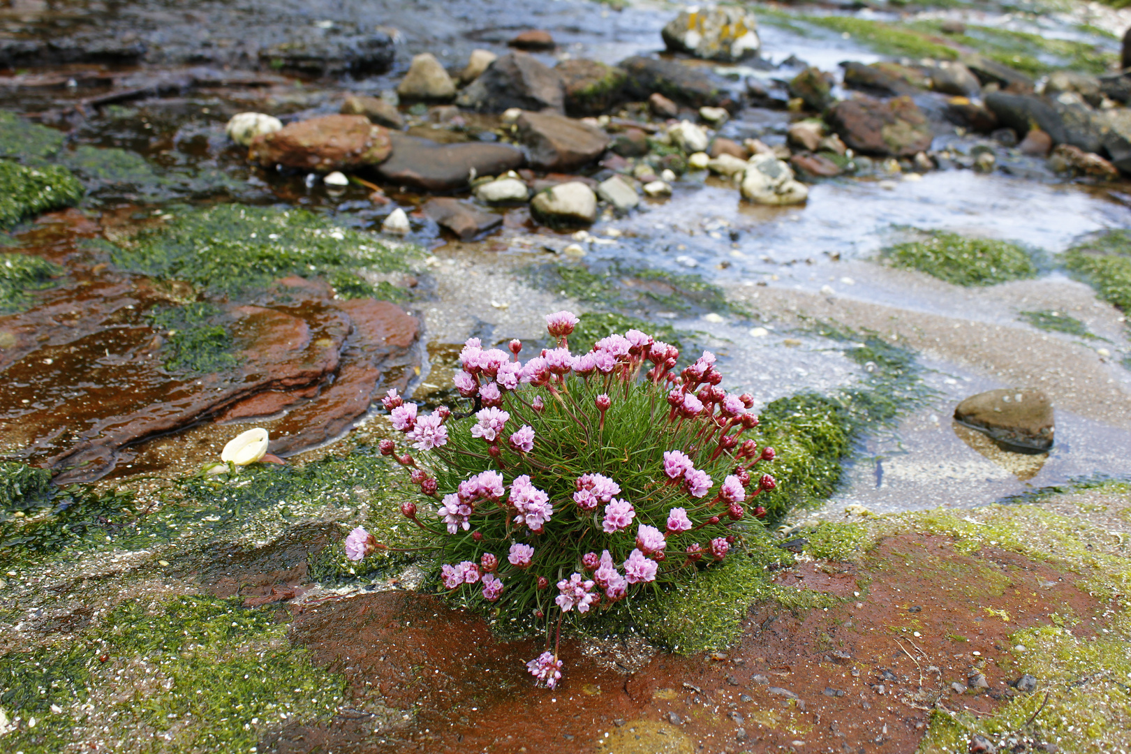 Zartes Rosa