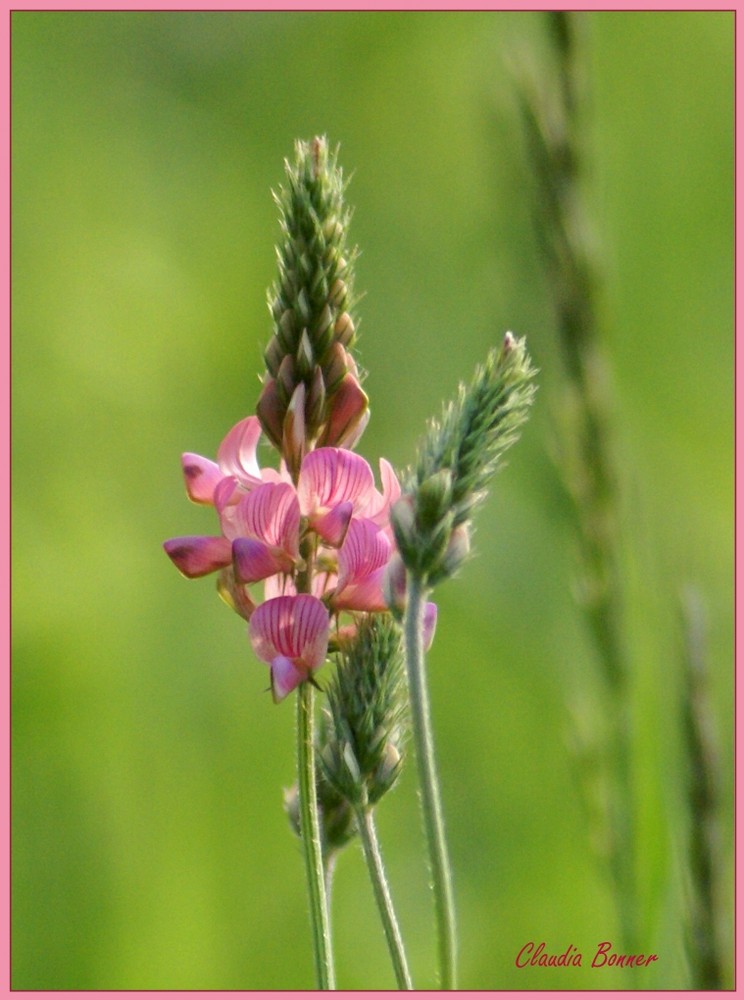 Zartes Rosa am Aufblühen