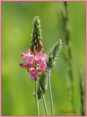 Zartes Rosa am Aufblühen