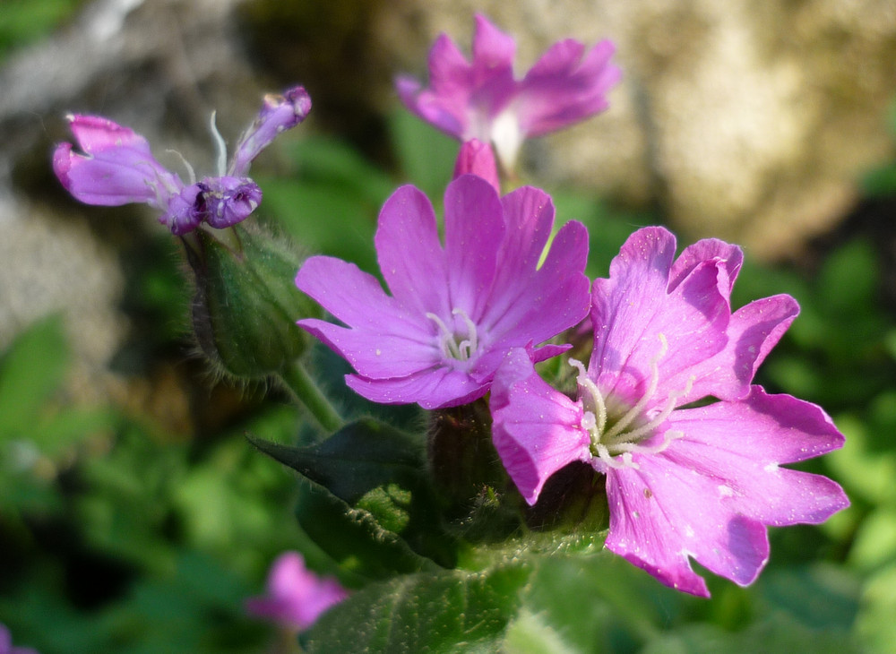 Zartes Rosa im Garten entdeckt