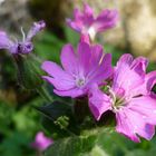 Zartes Rosa im Garten entdeckt