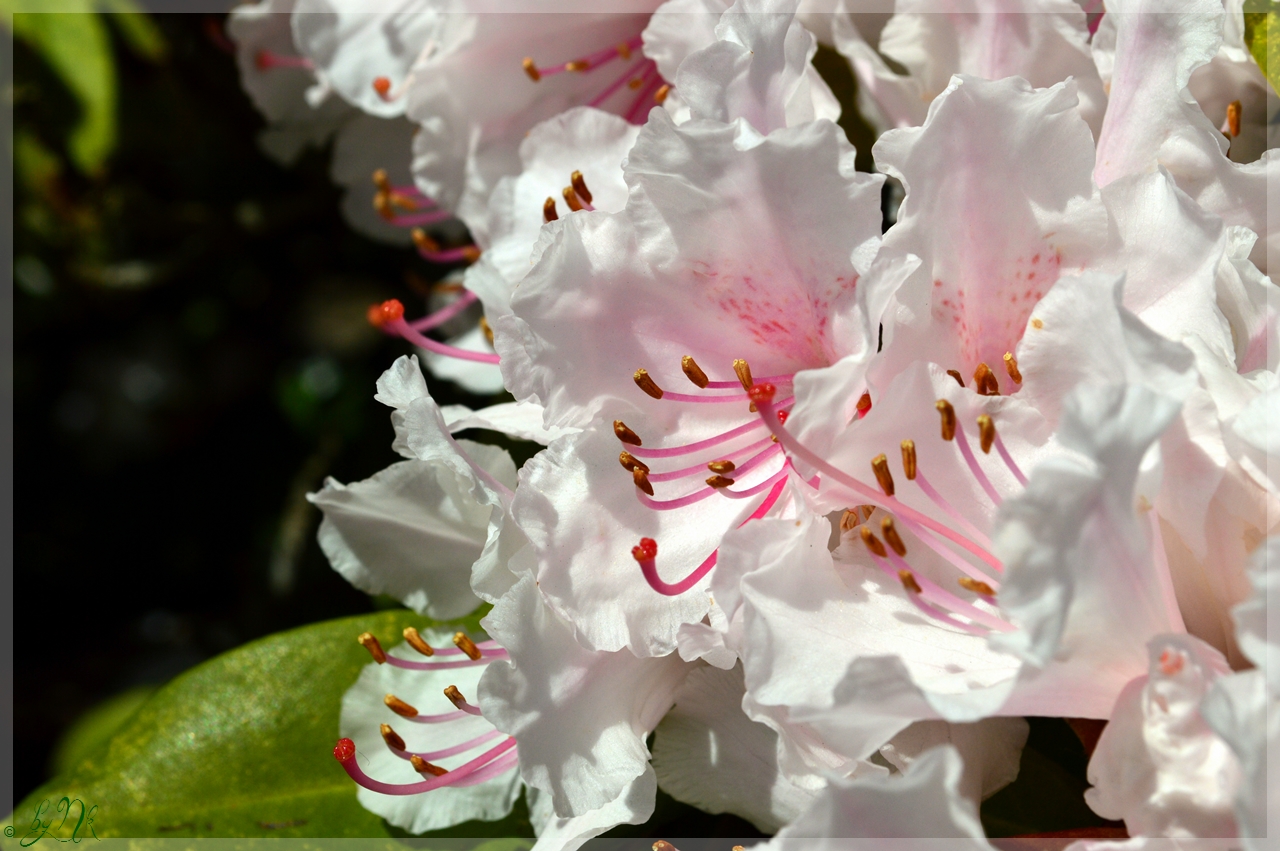 Zartes Rosa in Weiß...