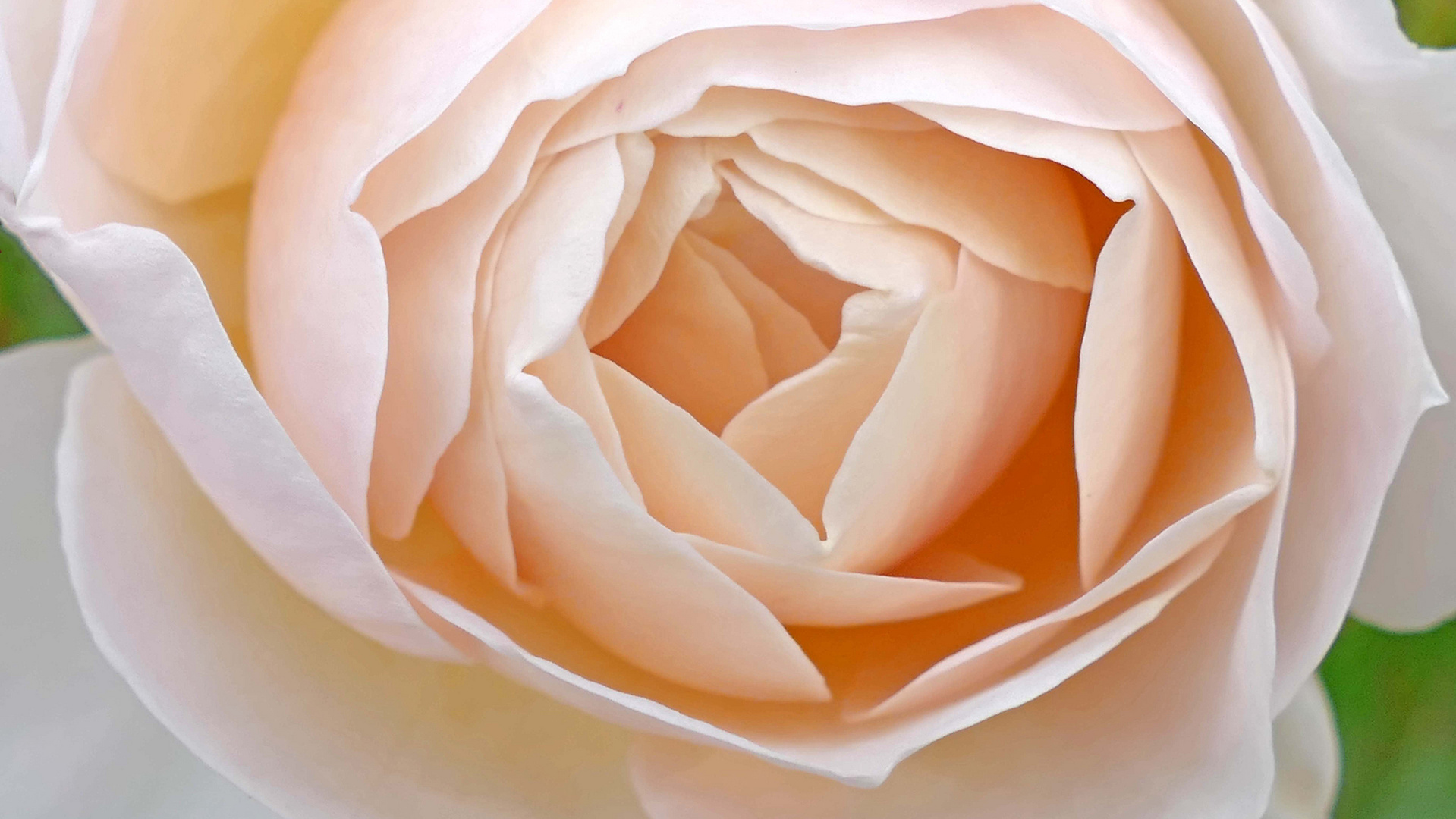 Zartes rose´