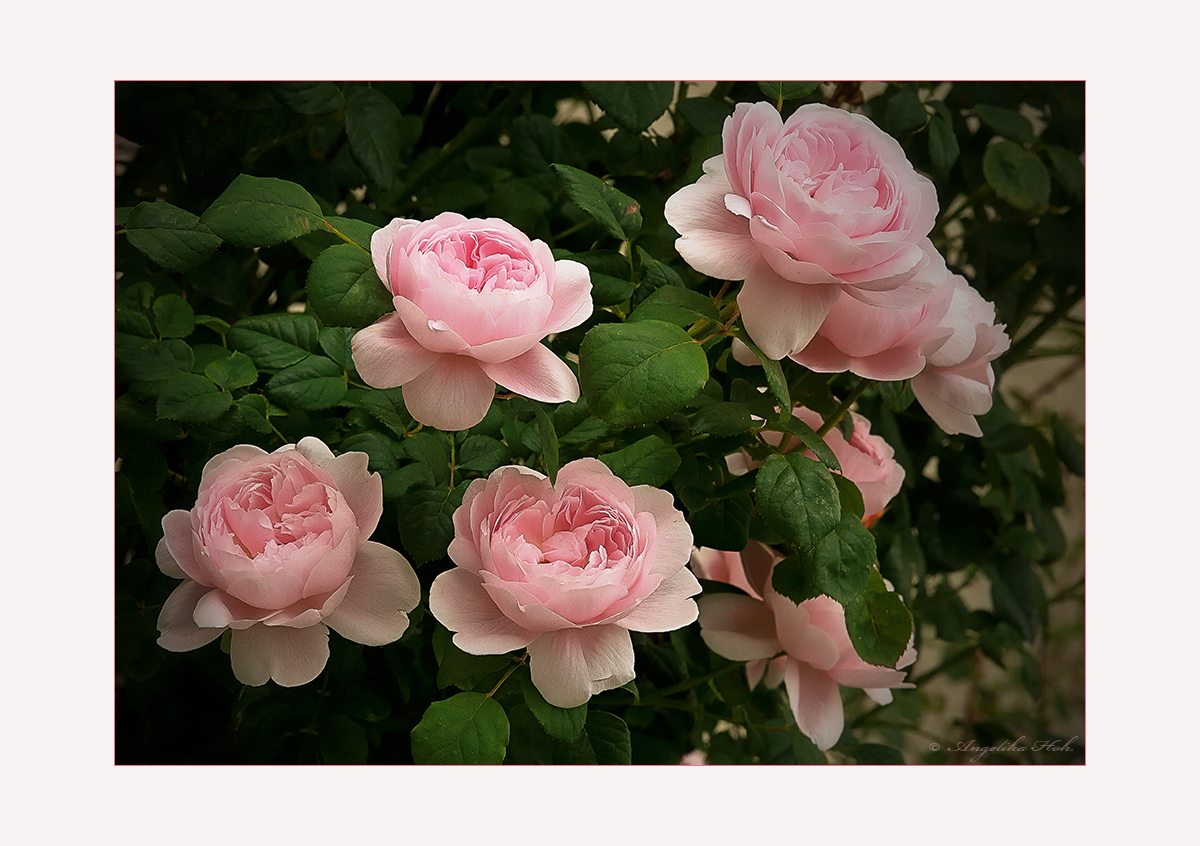 Zartes Rose - Queen of sweden....