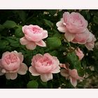 Zartes Rose - Queen of sweden....