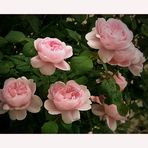 Zartes Rose - Queen of sweden....