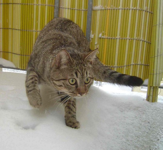 zartes Samtpfötchen im lockerem Schnee