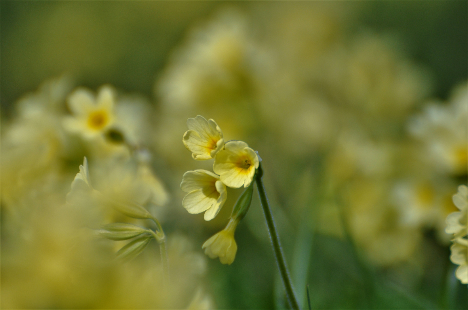 Zartes Schlüsselblümchen