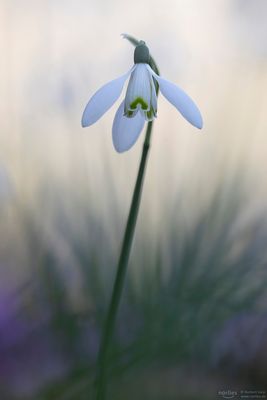 Zartes Schneeglöckchen