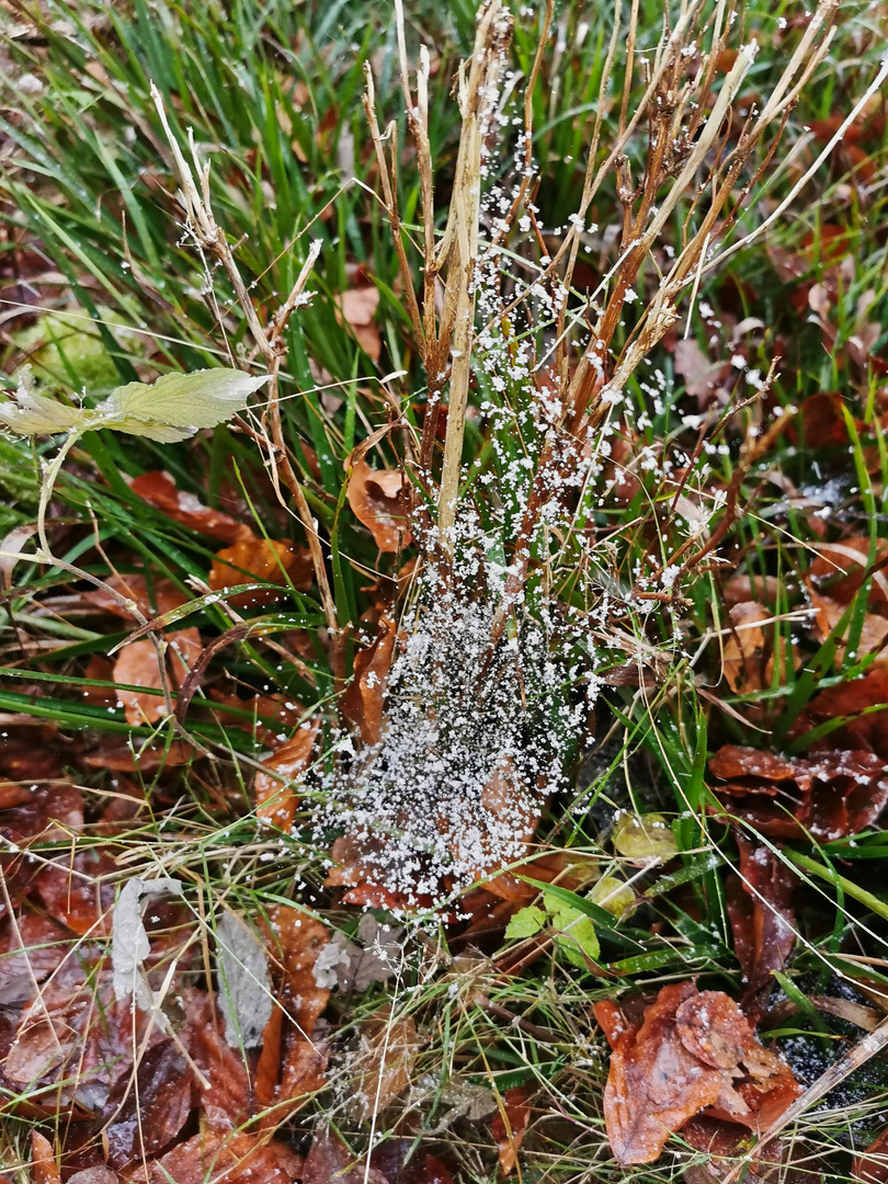 Zartes Schneesgestöber