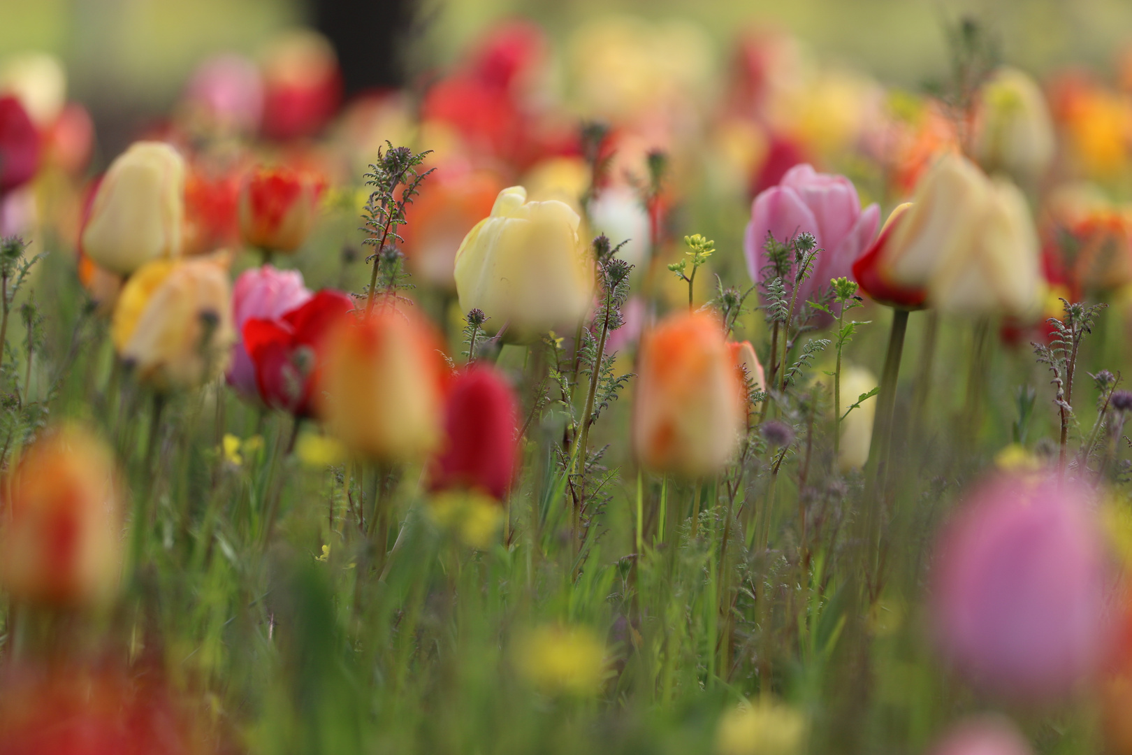 Zartes Tulpenmeer