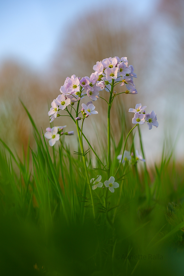 Zartes Violett