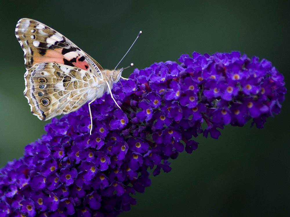 Zartes Wesen auf blauen Blüten