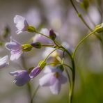 Zartes Wiesenblümchen