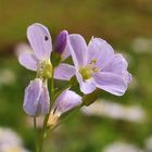 Zartes Wiesenschaumkraut