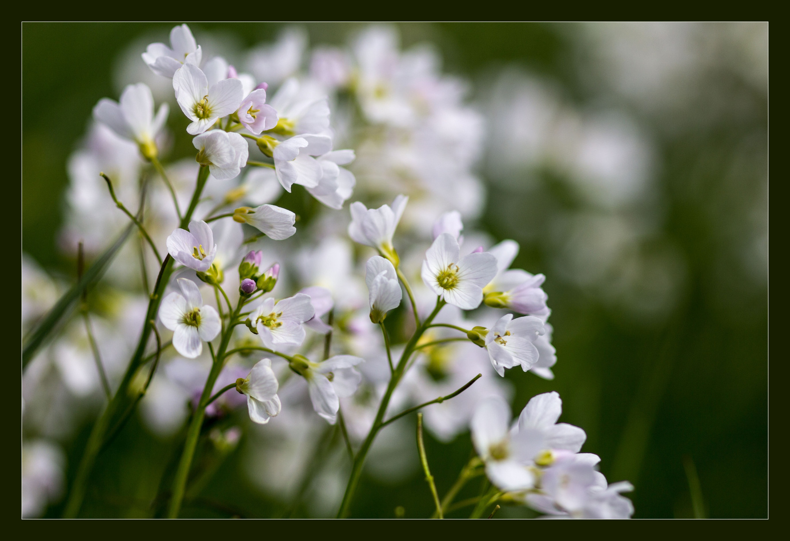 Zartes Wiesenschaumkraut