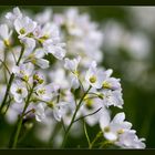 Zartes Wiesenschaumkraut