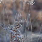 Zartes Winterkleid am Weihnachtsmorgen