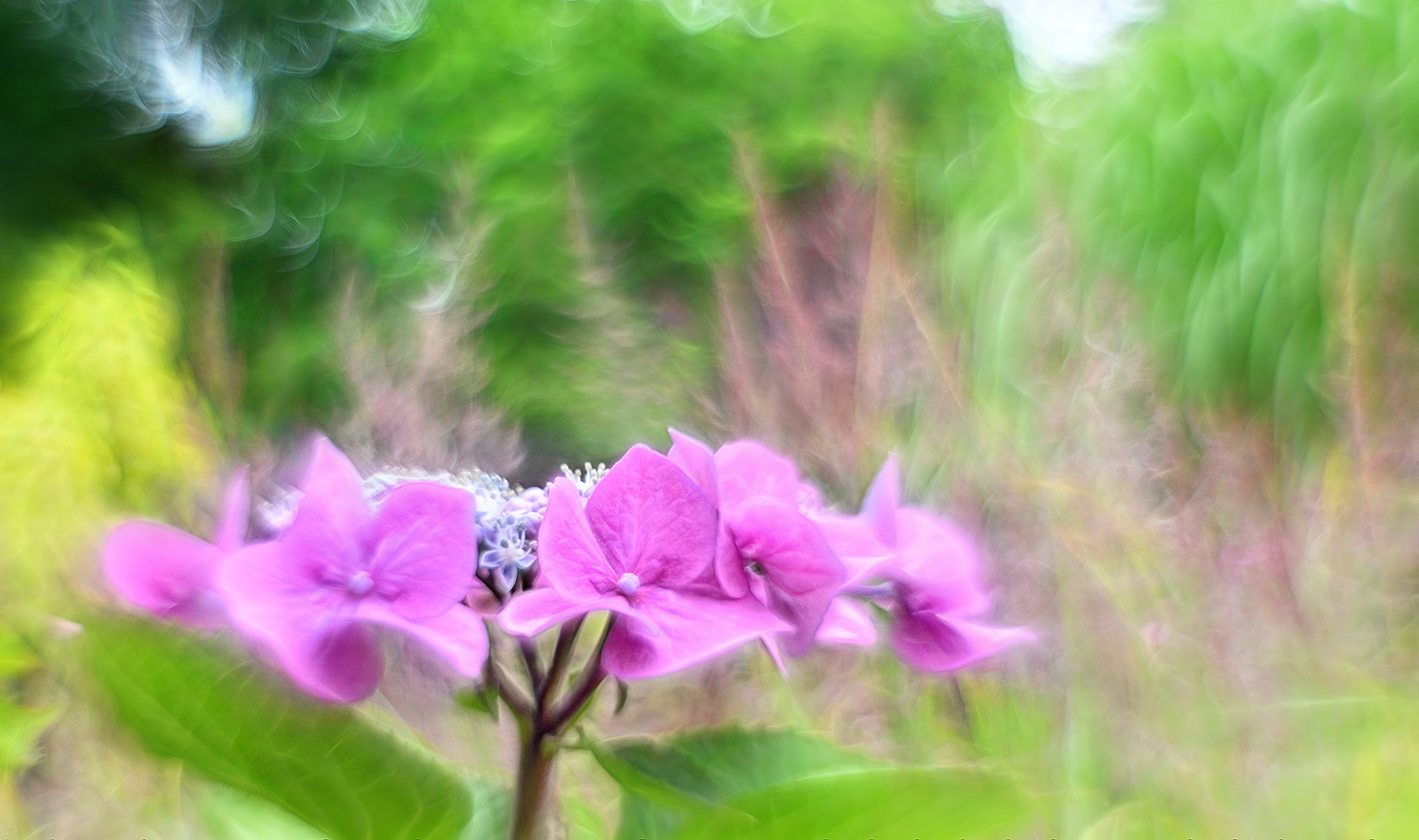 zarteste versuchung für schöne blumen gedanken ...