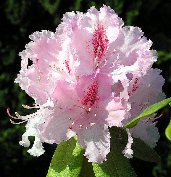 Zartfarbener Rhododendron