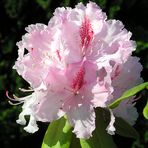 Zartfarbener Rhododendron