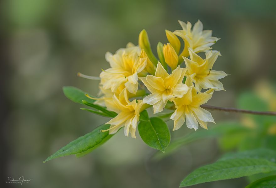 Zartgelbe Azaleenblüten