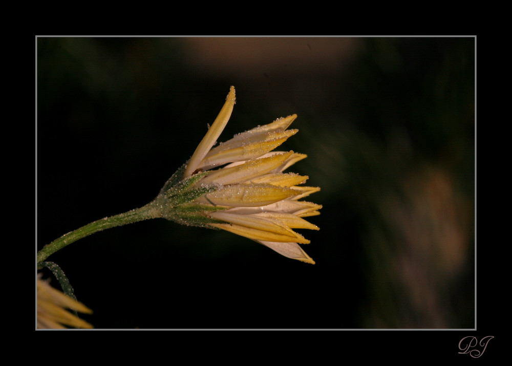 zartgelbe Frostblüte ...