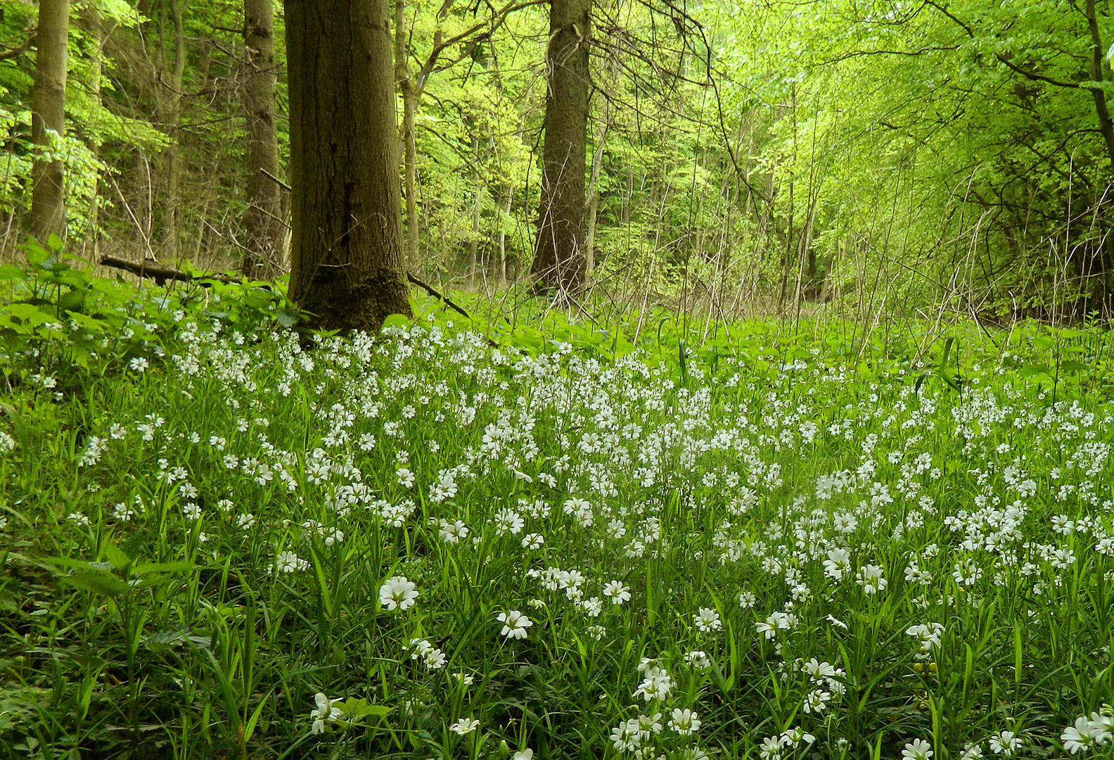 Zartheit im Wald