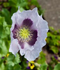 zartlila Mohn