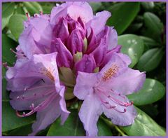 Zartlila Rhododendron, in voller Blüte