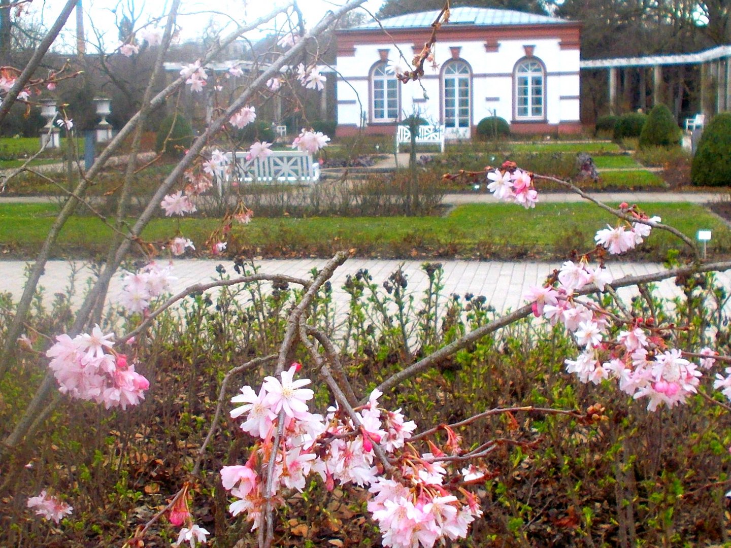 Zartrosa Frühblüher Foto & Bild frühling, rosa, blüten Bilder auf