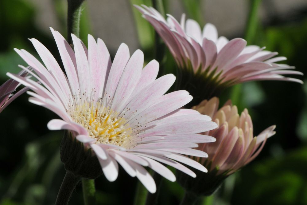 Zartrosa Gerbera