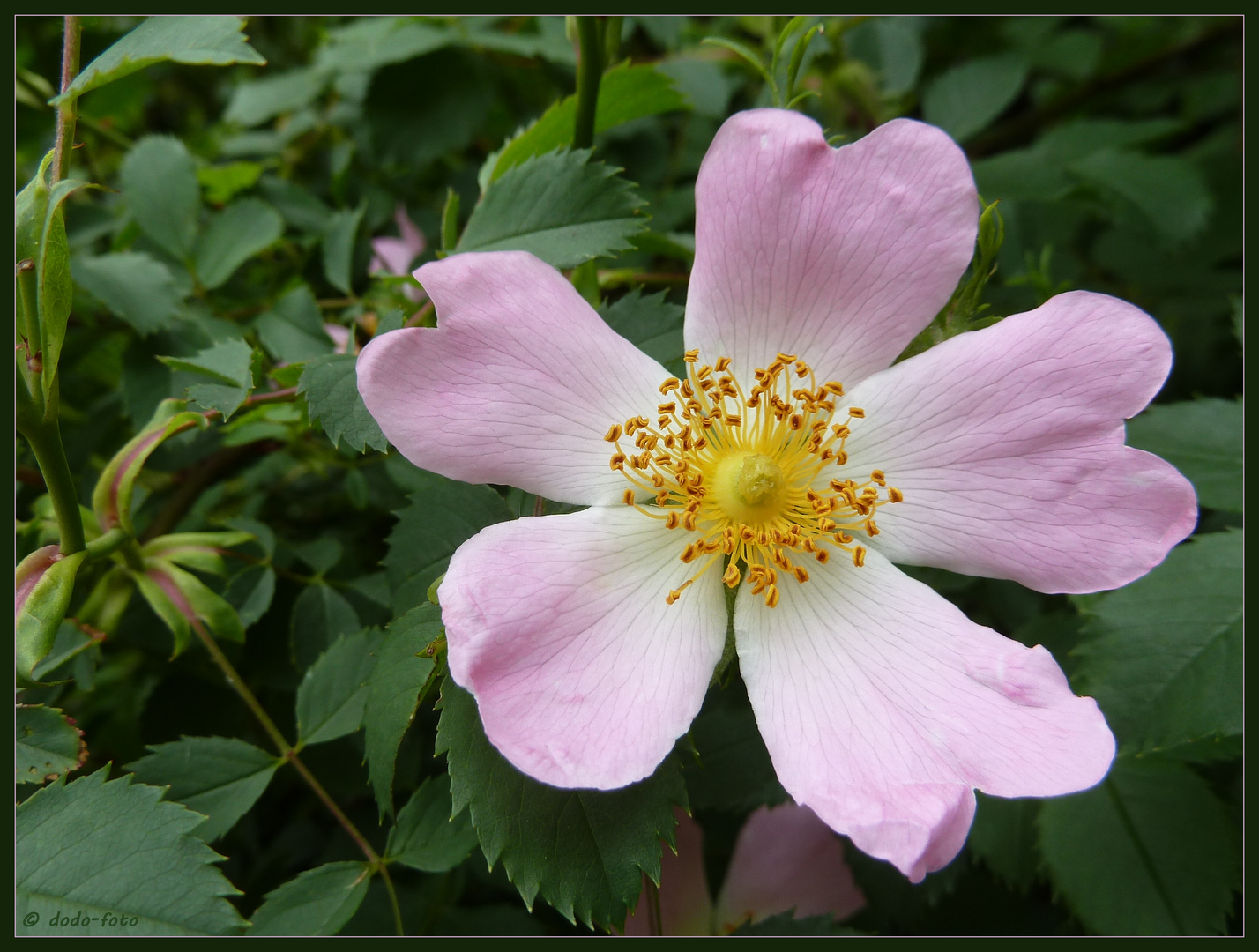 zartrosa Heckenrose