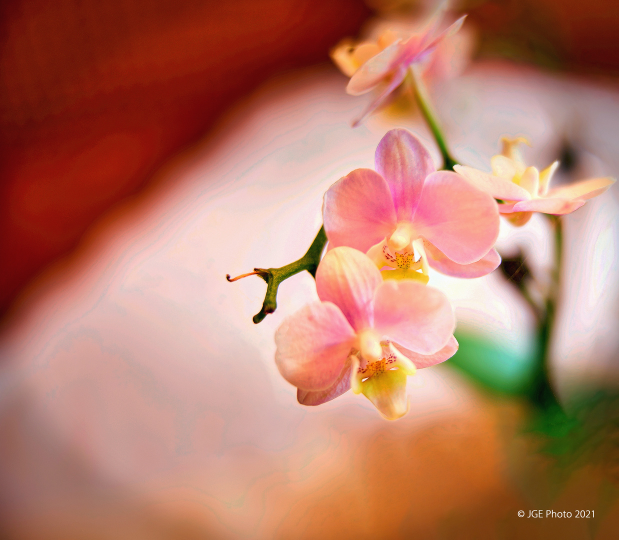 Zartrosa Orchideen