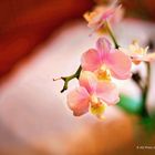 Zartrosa Orchideen