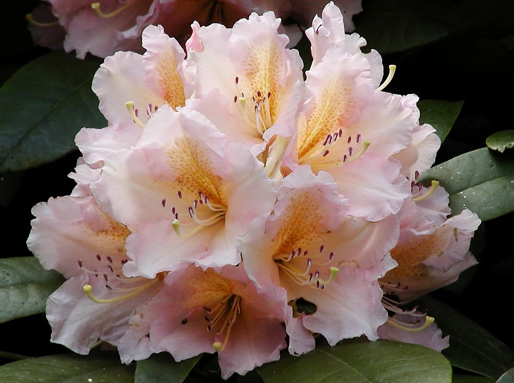 zartrosa Rhododendronblüte mit orange