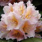 zartrosa Rhododendronblüte mit orange