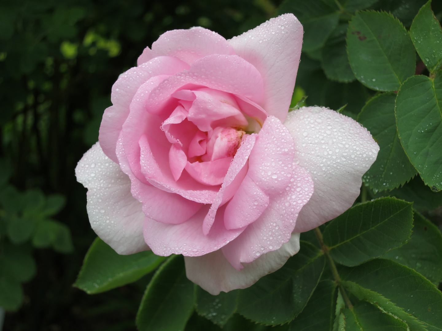 Zartrosa Rose mit Tautropfen