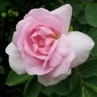 Zartrosa Rose mit Tautropfen
