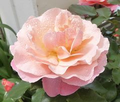 zartrosa Rose mit Tropfen