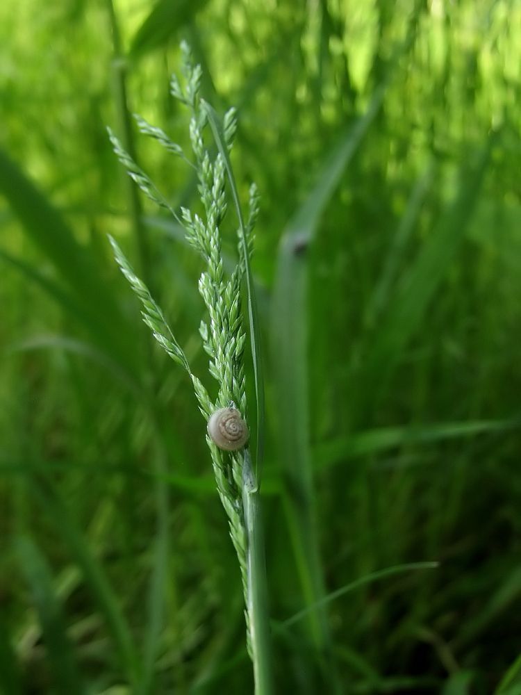 Zartschnecke