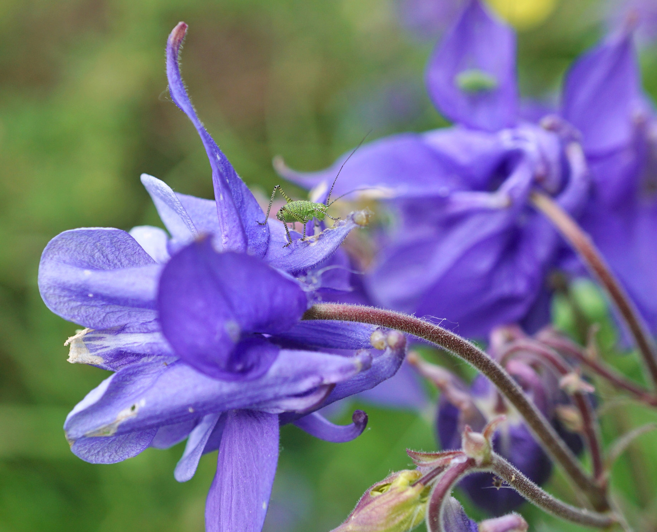 Zartschrecke auf Akelai-Blüte 01