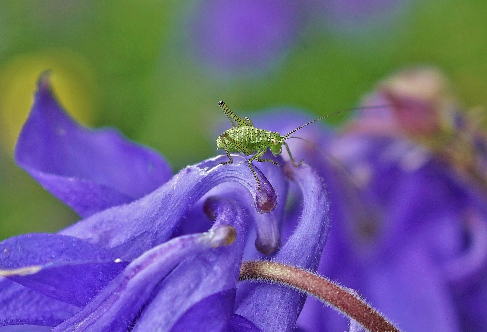 Zartschrecke auf Akelai-Blüte 03