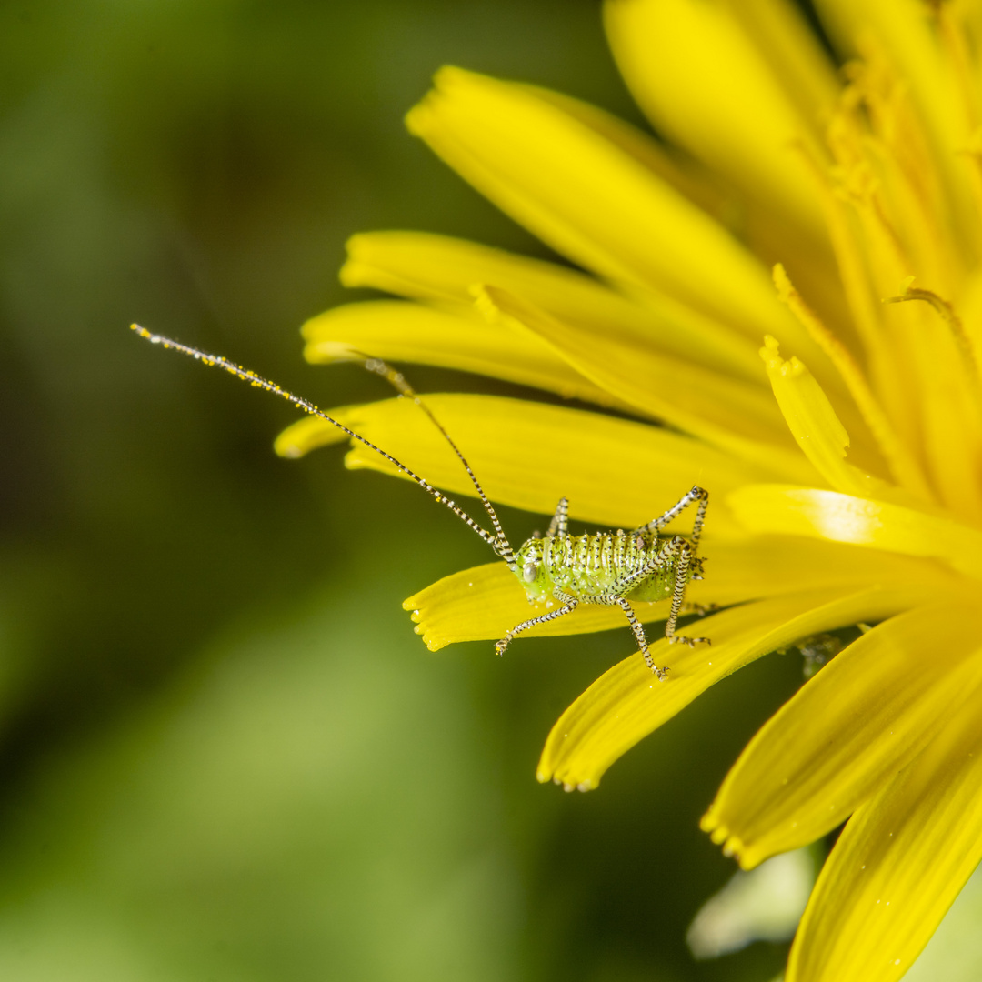 Zartschrecke auf Löwenzahnblüte