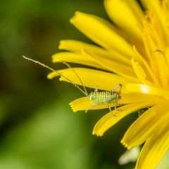 Zartschrecke auf Löwenzahnblüte