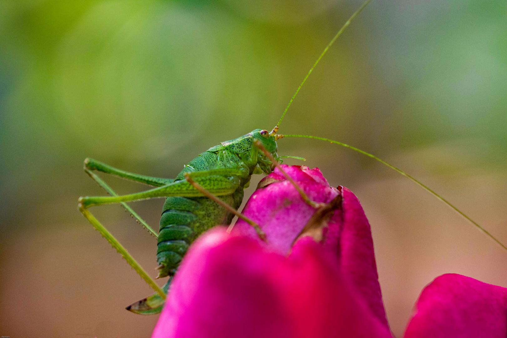 Zartschrecke auf Rose